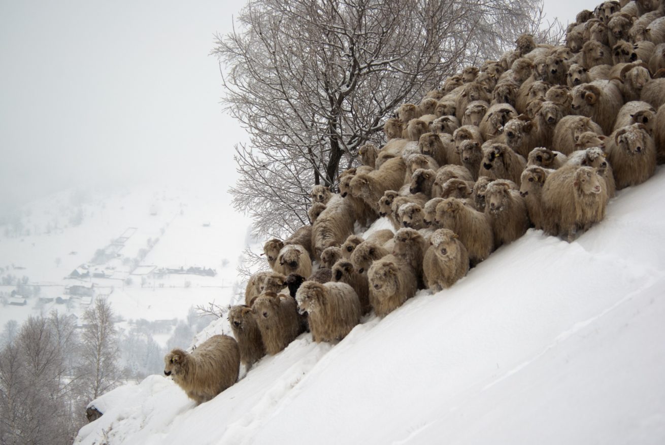 Sheep Avalanche